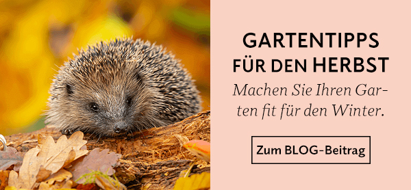 Im Blog: Gartentipps für den Herbst