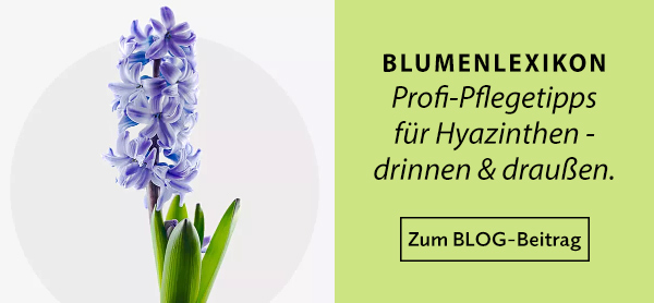 Blumenratgeber: Hyazinthe