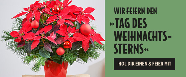 Finden Sie jetzt Ihren Weihnachtsstern!