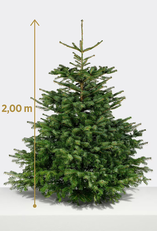 Weihnachtsbaum, 200 cm
