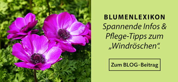 Blumenratgeber: Anemone
