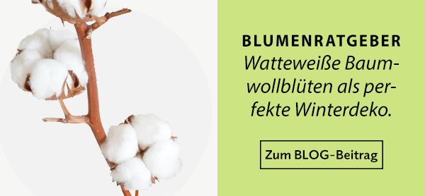 Blumenratgeber: Baumwolle
