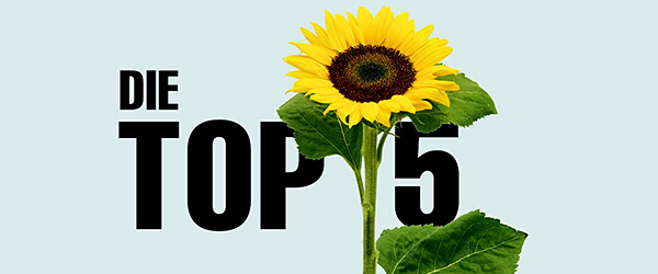 Im Blog: Top 5 der beliebtesten Sommerblumen